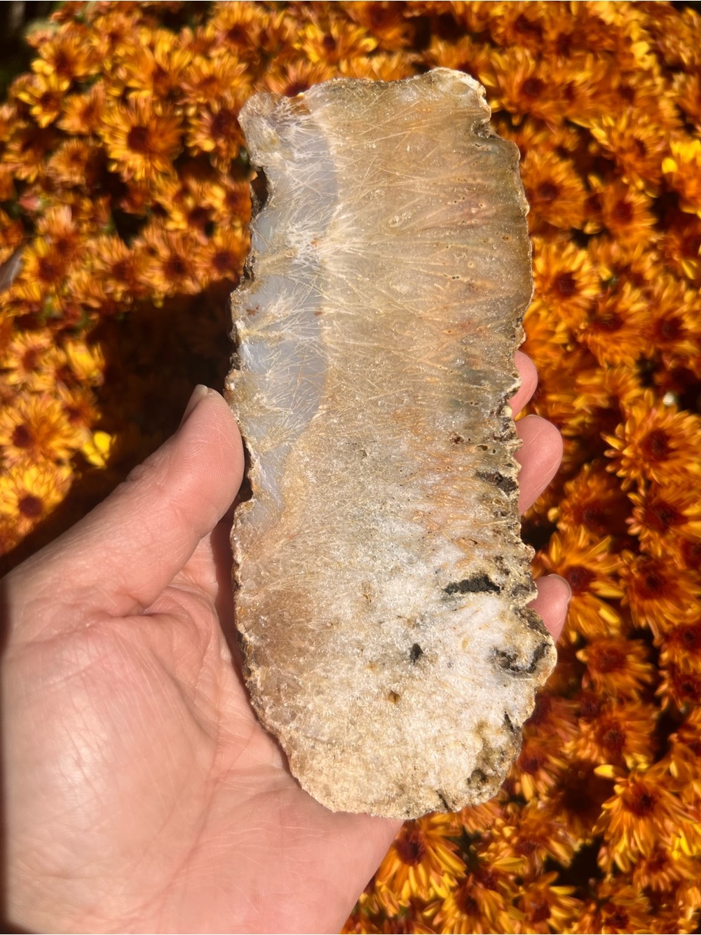 Graveyard (6) point plume agate slab with stand | Crystal